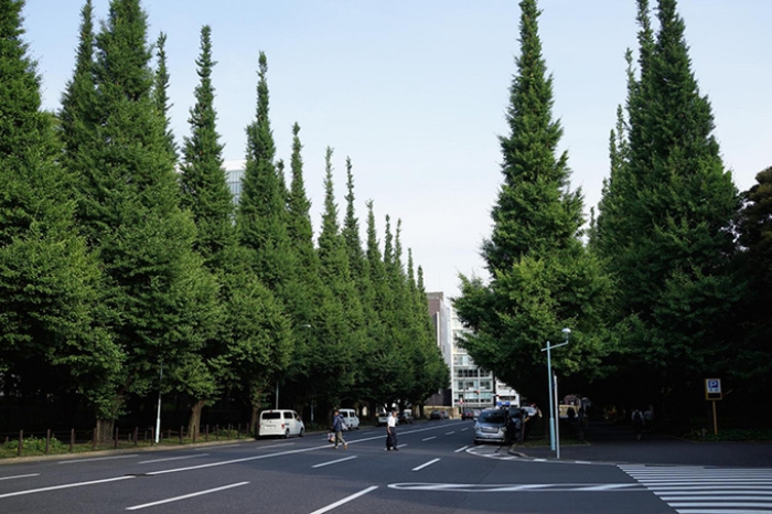 Thông là chìa khóa giúp giảm ô nhiễm tiếng ồn đô thị - 1