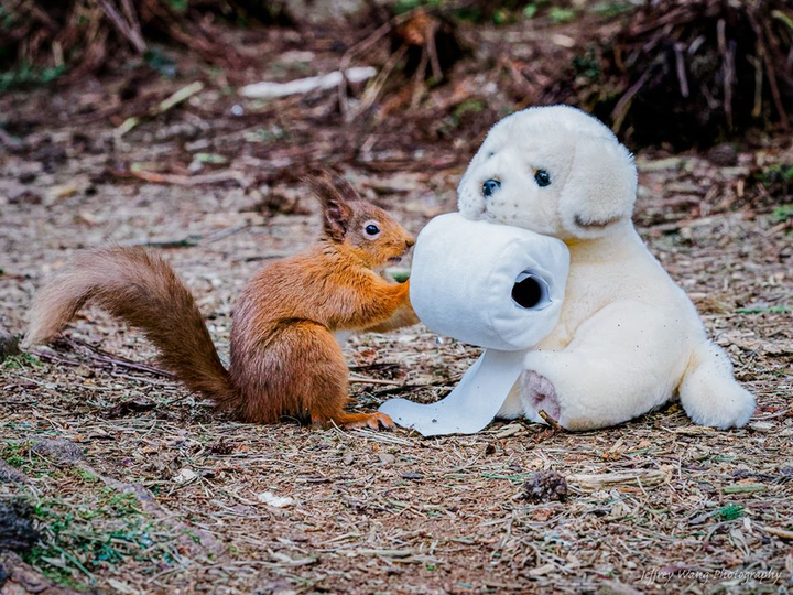 Thích thú với hình ảnh sóc tranh thủ dự trữ đồ trong mùa dịch Covid-19 - 6