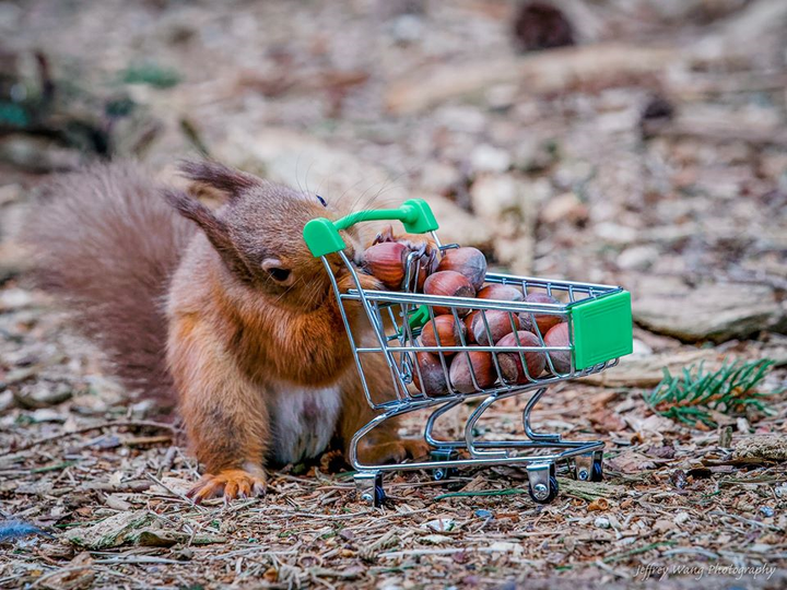 Thích thú với hình ảnh sóc tranh thủ dự trữ đồ trong mùa dịch Covid-19 - 1