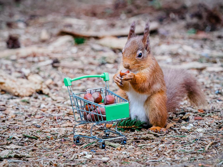 Thích thú với hình ảnh sóc tranh thủ dự trữ đồ trong mùa dịch Covid-19 - 2