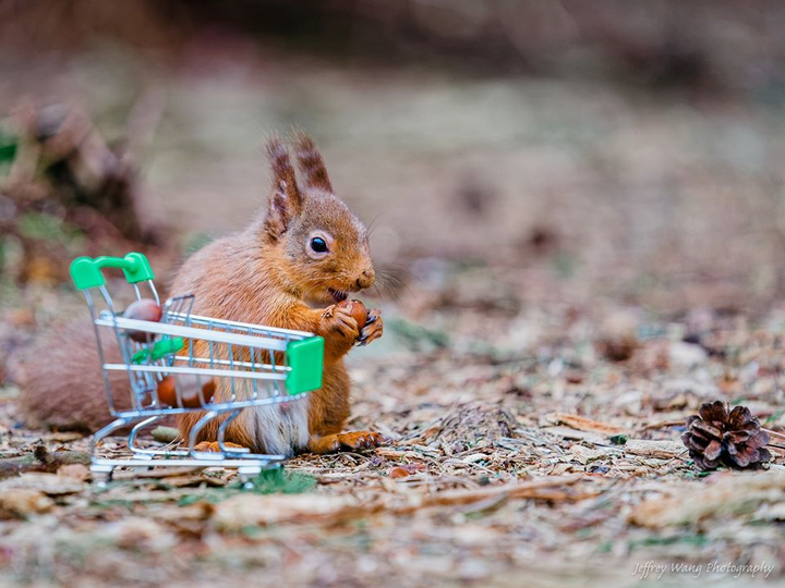 Thích thú với hình ảnh sóc tranh thủ dự trữ đồ trong mùa dịch Covid-19 - 4