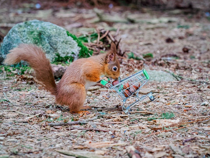 Thích thú với hình ảnh sóc tranh thủ dự trữ đồ trong mùa dịch Covid-19 - 5