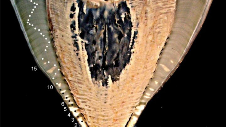 Thử nghiệm bom hạt nhân tiết lộ tuổi thật của cá mập voi - 1