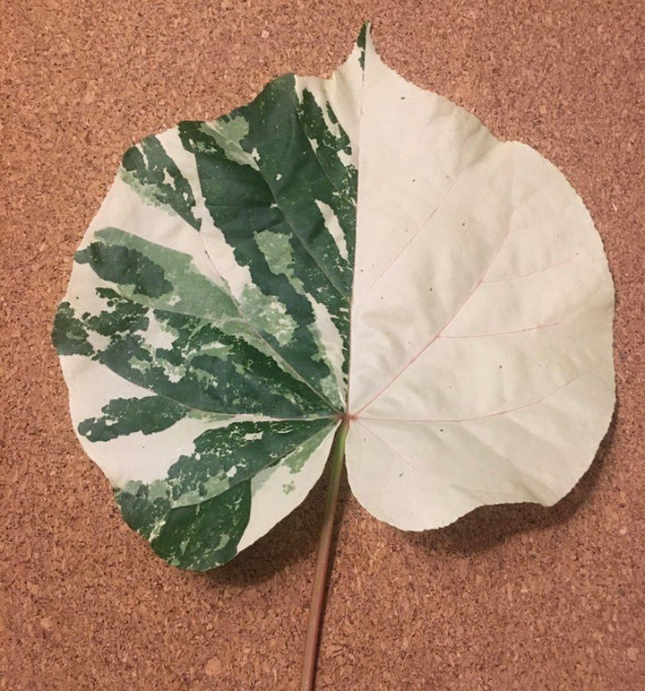 Những hình ảnh hoàn hảo đến khó tin trong cuộc sống - 14