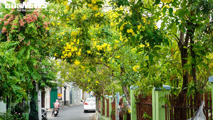 Ảnh: Hoa Huỳnh Liên nở vàng rực đoạn đường sắt dẫn vào ga Sài Gòn - 6