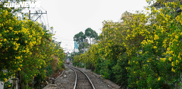 Ảnh: Hoa Huỳnh Liên nở vàng rực đoạn đường sắt dẫn vào ga Sài Gòn - 1