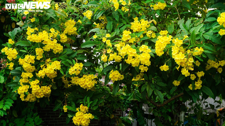 Ảnh: Hoa Huỳnh Liên nở vàng rực đoạn đường sắt dẫn vào ga Sài Gòn - 4