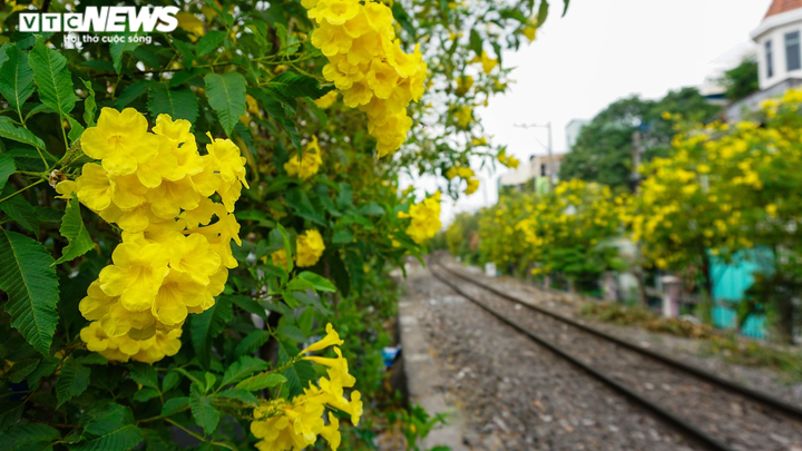 Ảnh: Hoa Huỳnh Liên nở vàng rực đoạn đường sắt dẫn vào ga Sài Gòn - 2