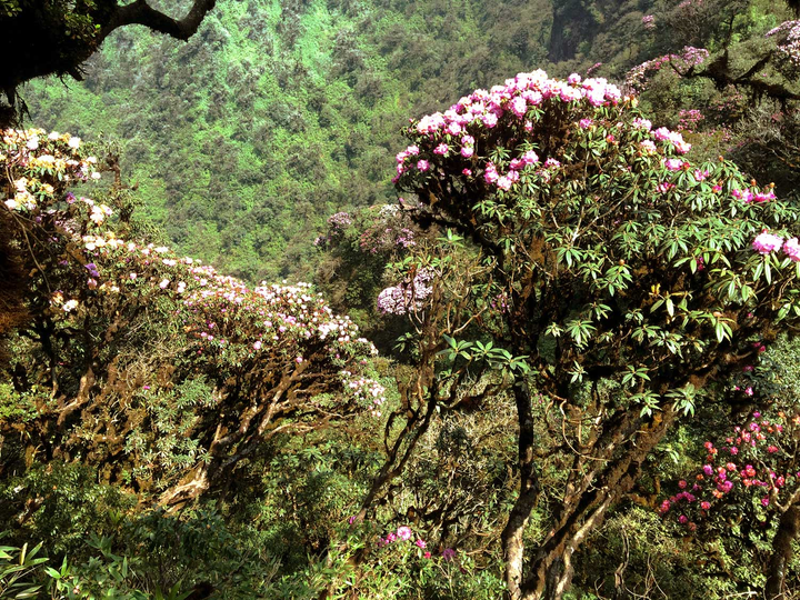 Cách ly xã hội, đừng quên mùa đỗ quyên đẹp rực rỡ ở Fansipan - 10