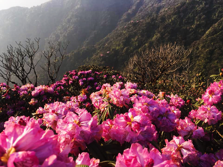 Cách ly xã hội, đừng quên mùa đỗ quyên đẹp rực rỡ ở Fansipan - 3