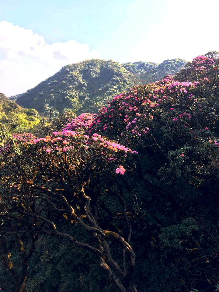 Cách ly xã hội, đừng quên mùa đỗ quyên đẹp rực rỡ ở Fansipan - 4