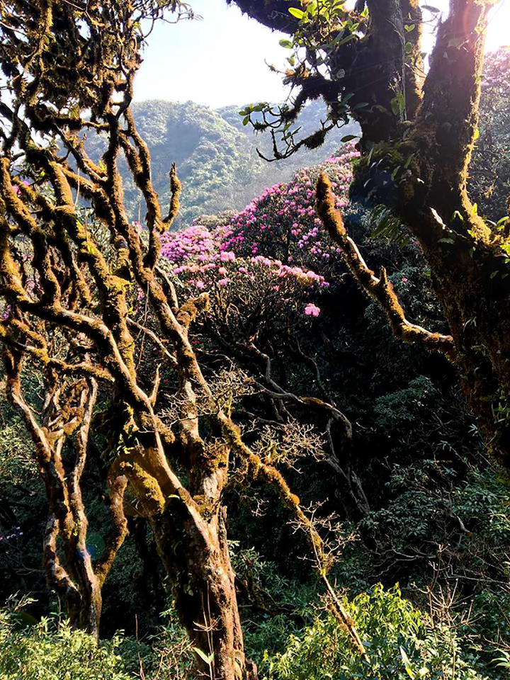 Cách ly xã hội, đừng quên mùa đỗ quyên đẹp rực rỡ ở Fansipan - 6