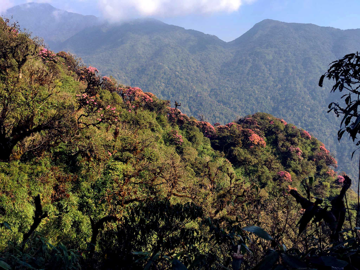 Cách ly xã hội, đừng quên mùa đỗ quyên đẹp rực rỡ ở Fansipan - 8