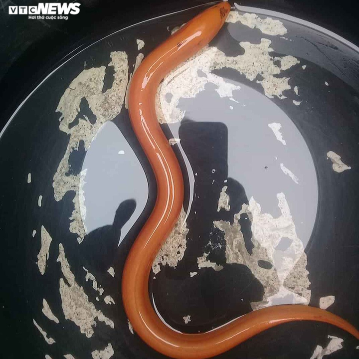 Nông dân Hà Tĩnh bắt được lươn vàng quý hiếm - 1