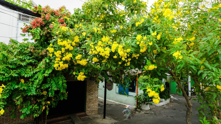 Ảnh: Hoa Huỳnh Liên nở vàng rực đoạn đường sắt dẫn vào ga Sài Gòn - 7