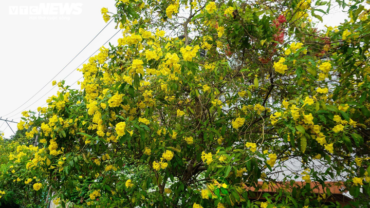 Ảnh: Hoa Huỳnh Liên nở vàng rực đoạn đường sắt dẫn vào ga Sài Gòn - 8