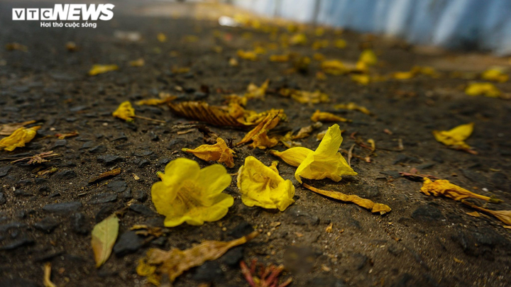 Ảnh: Hoa Huỳnh Liên nở vàng rực đoạn đường sắt dẫn vào ga Sài Gòn - 9