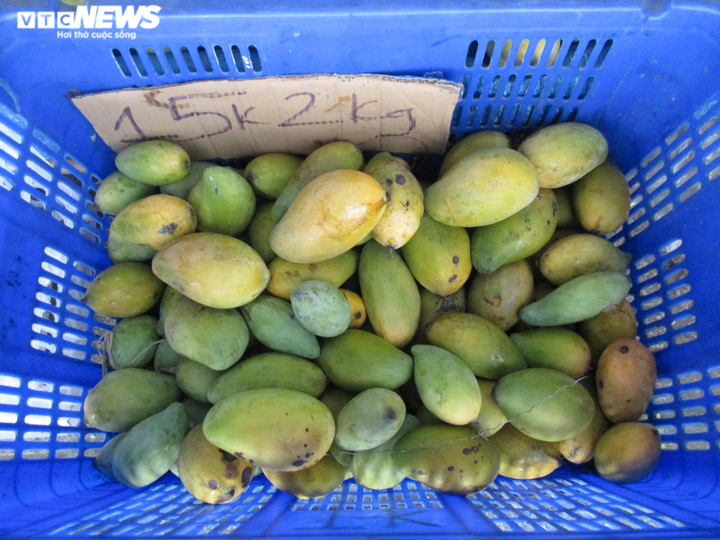 Không tiêu thụ được vì COVID-19, xoài 'đổ bộ' TP.HCM chờ... 'giải cứu' - 2
