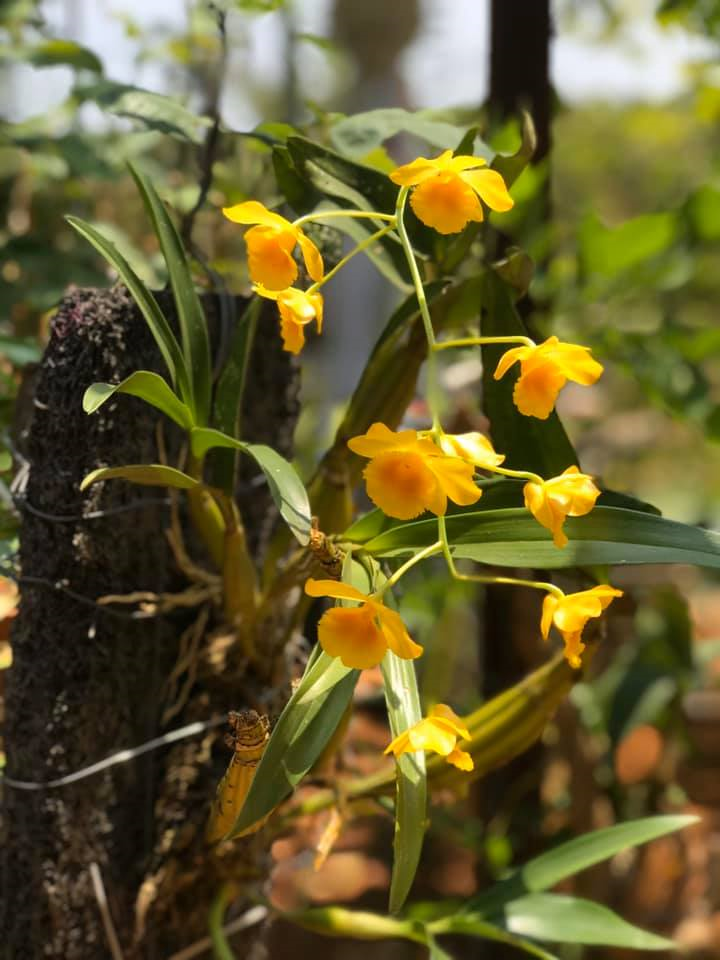 Diễn viên phim 'Bi, đừng sợ' cải tạo mảnh vườn 5000 m2 thành vườn cây ăn quả - 12