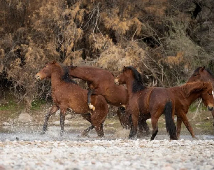 Ngựa cái đạp nước đuổi con đực tới ve vãn - 5