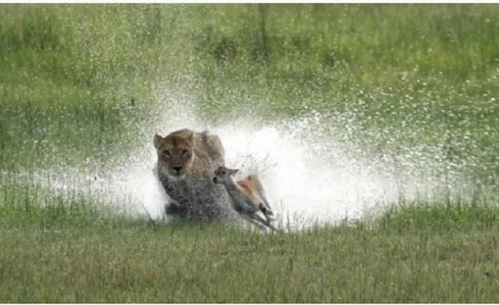 Linh dương non thoát chết ngoạn mục khi bị đàn sư tử dàn trận tấn công - 2