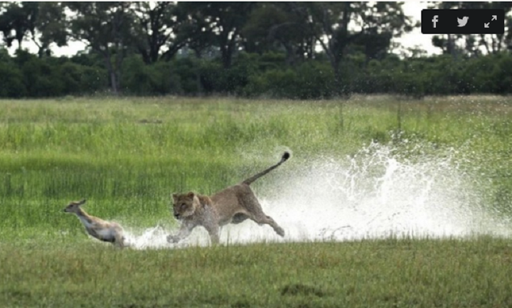 Linh dương non thoát chết ngoạn mục khi bị đàn sư tử dàn trận tấn công - 3