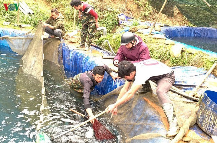 250 tấn cá hồi ở Lào Cai chưa thể bán - 2