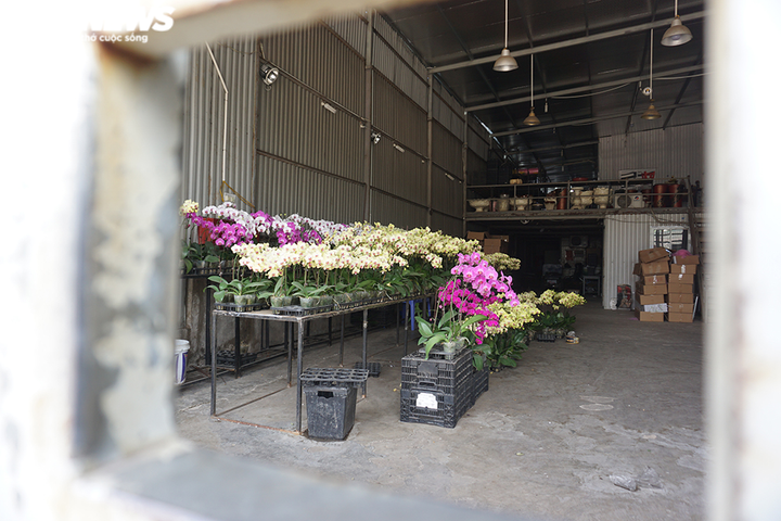 Chợ hoa lớn nhất miền Bắc vắng tanh, không một bóng người - 4