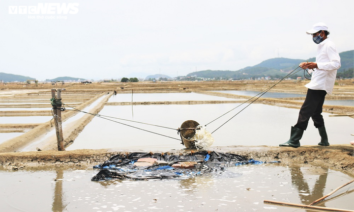 Bán 50kg muối chỉ đủ mua 2kg gạo, diêm dân Sa Huỳnh khóc ròng - 2