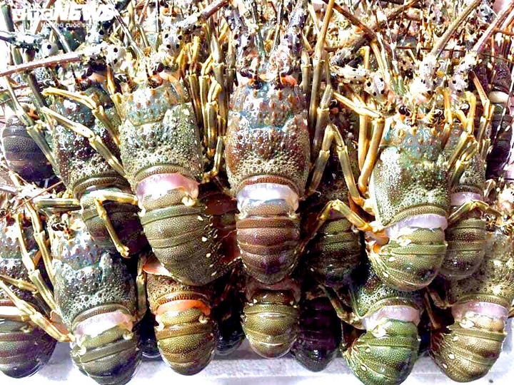 Thực hư thông tin tôm hùm rớt giá thảm, 150.000 đồng/con - 1