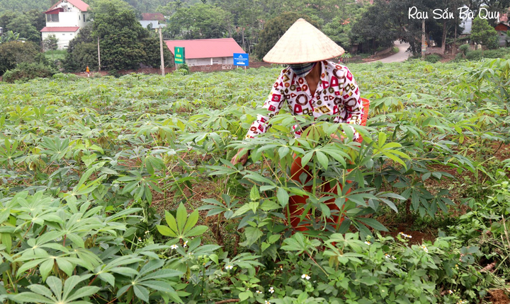 Rau sắn, món ăn ‘lạ’ của người Phú Thọ hút khách ngày dịch COVID-19 - 3