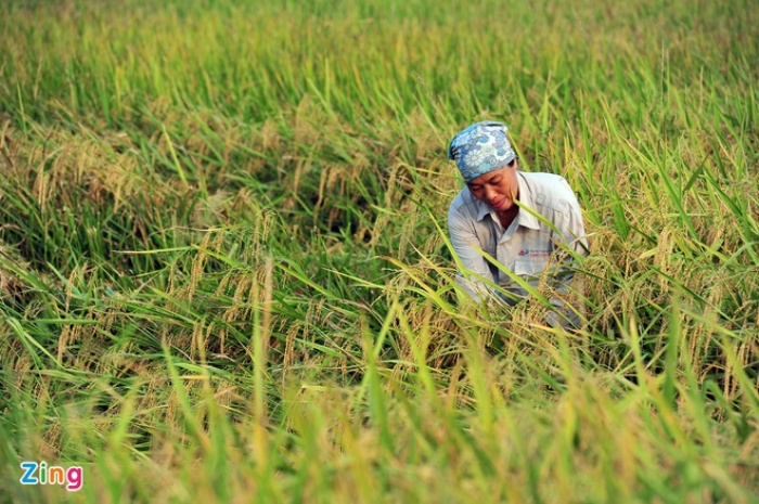 Bộ Nông nghiệp và Phát triển nông thôn kiến nghị tiếp tục xuất khẩu gạo nếp - 1