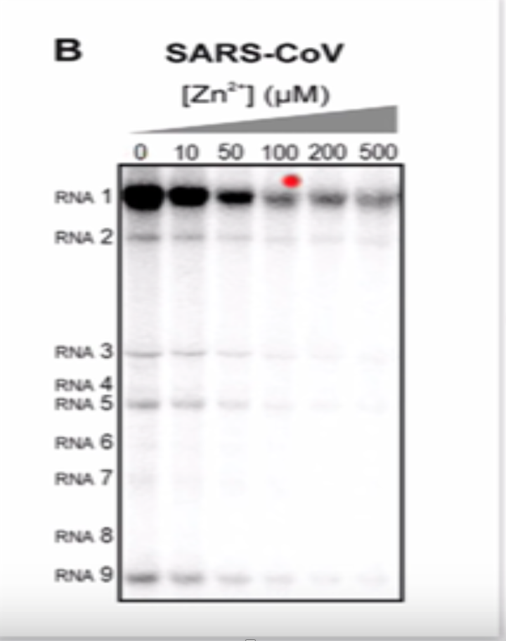 Plantimun tăng cường sức đề kháng mùa dịch: Chuyên gia nói gì? - 2
