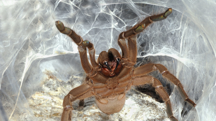 Phát hiện tác dụng bất ngờ từ nọc của loài nhện siêu độc - 1