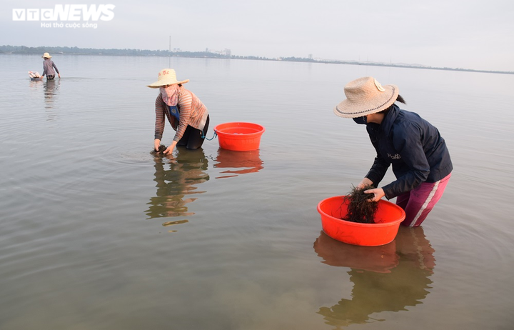 Ảnh: Hái ra tiền nhờ nghề vớt rong câu trên sông Trường Giang - 4