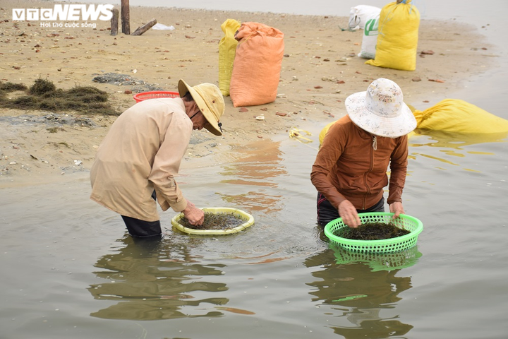 Ảnh: Hái ra tiền nhờ nghề vớt rong câu trên sông Trường Giang - 7
