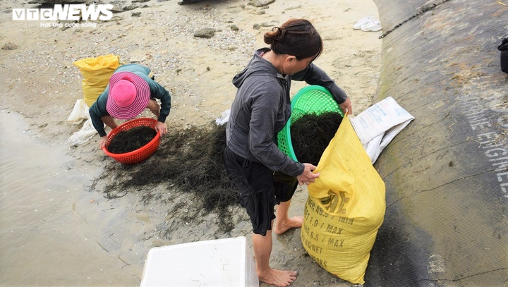Ảnh: Hái ra tiền nhờ nghề vớt rong câu trên sông Trường Giang - 8