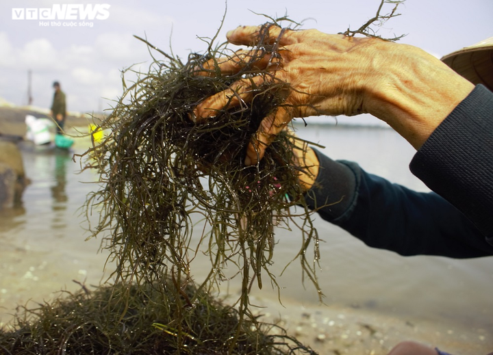 Ảnh: Hái ra tiền nhờ nghề vớt rong câu trên sông Trường Giang - 2