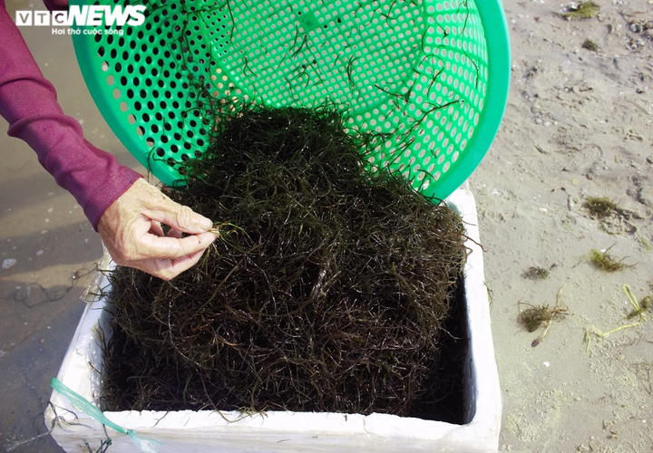 Ảnh: Hái ra tiền nhờ nghề vớt rong câu trên sông Trường Giang - 9