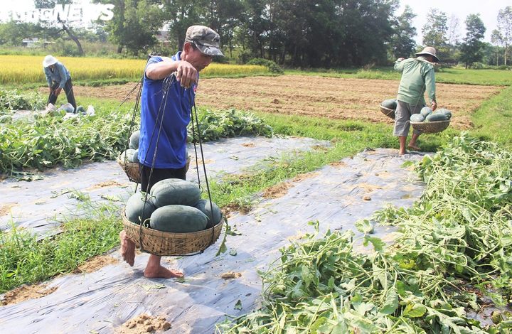 Ảnh: Giữa mùa dịch COVID-19, nông dân Quảng Nam phấn khởi nhờ bội thu dưa hấu - 4