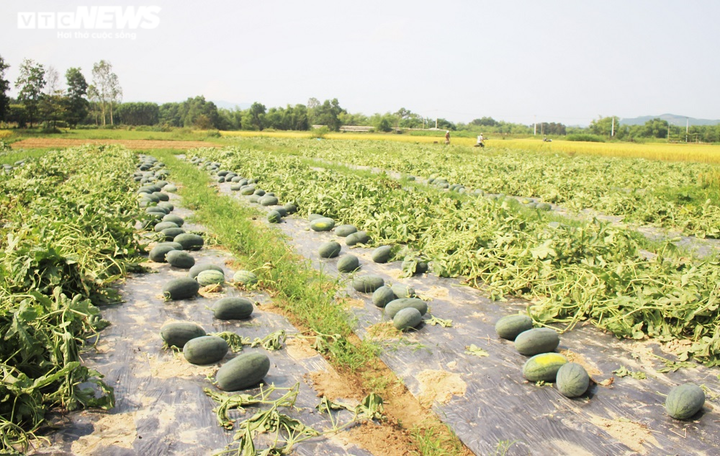 Ảnh: Giữa mùa dịch COVID-19, nông dân Quảng Nam phấn khởi nhờ bội thu dưa hấu - 5