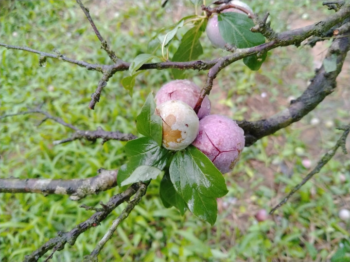 Mưa đá 30 phút ở Sơn La, đá trắng xoá đường, mận rụng tơi tả - 3