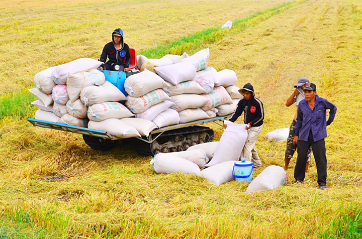 GS Võ Tòng Xuân: Đồng bằng sông Cửu Long thu ít nhất 4 triệu tấn gạo vụ hè thu - 2