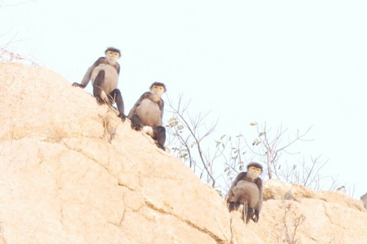 Xuất hiện đàn voọc quý ở rừng ven biển Ninh Thuận - 2