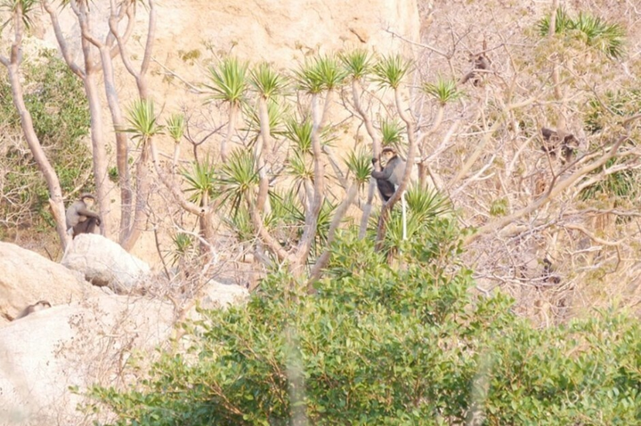 Xuất hiện đàn voọc quý ở rừng ven biển Ninh Thuận - 1