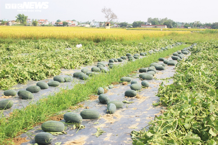 Ảnh: Giữa mùa dịch COVID-19, nông dân Quảng Nam phấn khởi nhờ bội thu dưa hấu - 10