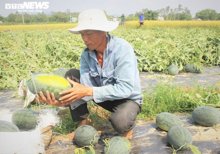 Ảnh: Giữa mùa dịch COVID-19, nông dân Quảng Nam phấn khởi nhờ bội thu dưa hấu - 6