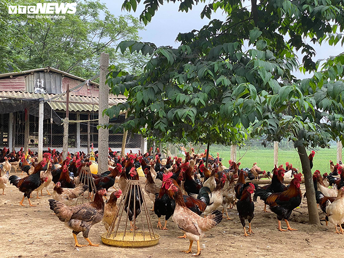 Giá trứng lao dốc, người chăn nuôi tính chuyện phá đàn - 1