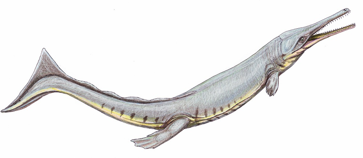 Cá sấu cổ đại bắt chước cá voi để thích nghi với cuộc sống ở biển - 1