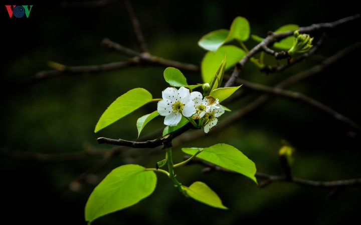 Ảnh: Những mùa hoa đẹp đến nhói tim trên cao nguyên đá Hà Giang - 11